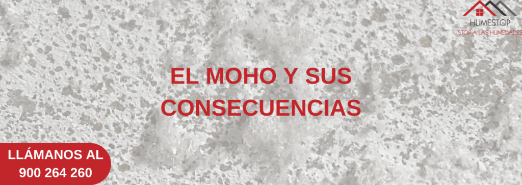 EL MOHO Y SUS CONSECUENCIAS